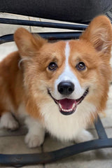 CUSTOM x C.BONZ CASHMERE BLANKET | IVORY